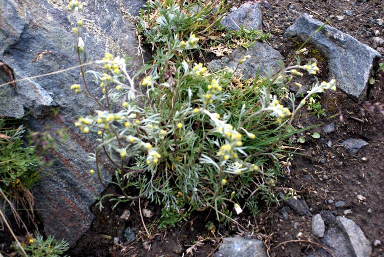 Artemisia umbelliformis / Genipi bianco