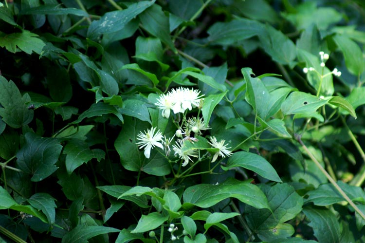 Clematis vitalba / Clematide vitalba