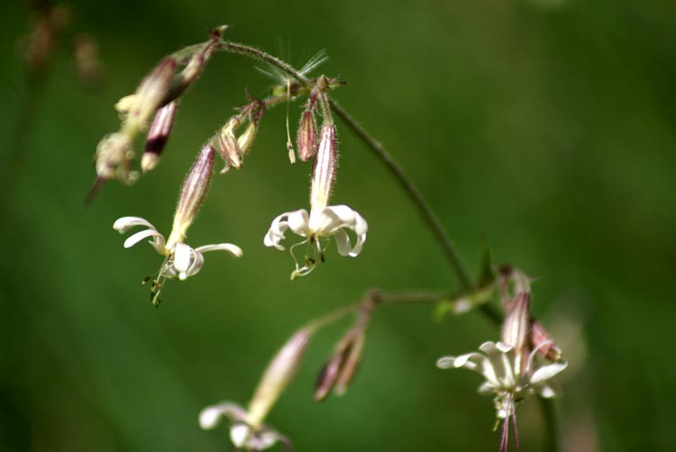 Silene nutans / Silene ciondola