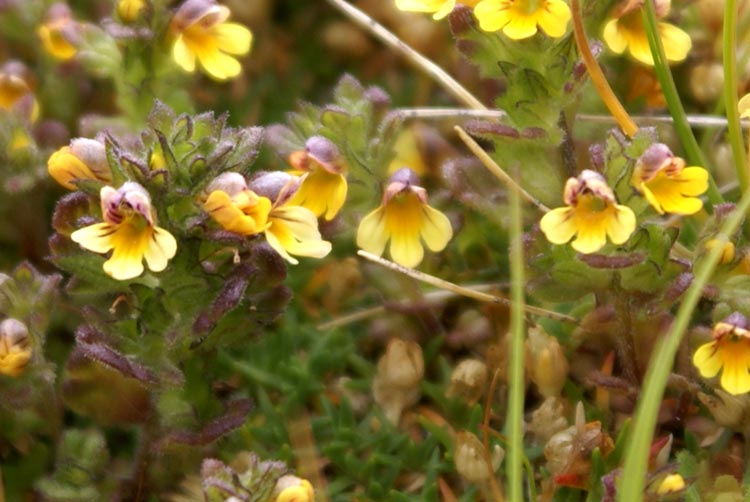 Euphrasia minima / Eufrasia minima