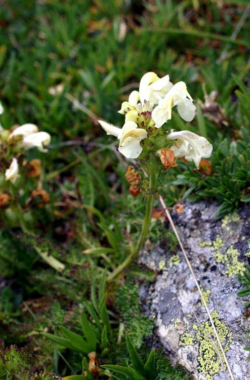 Pedicularis tuberosa / Pedicolare zolfina