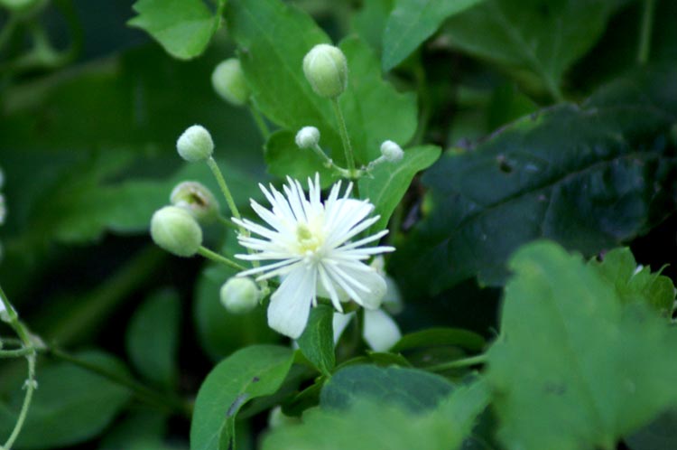Clematis vitalba / Clematide vitalba