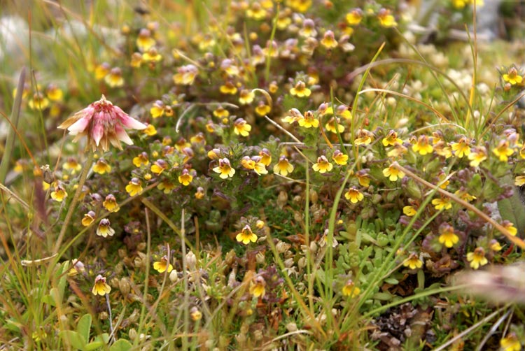 Euphrasia minima / Eufrasia minima