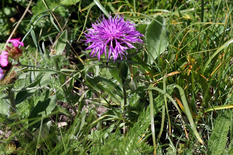 Valsavarenche  -  Centaurea nervosa