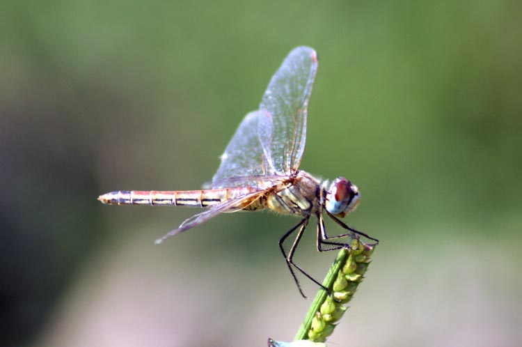 Sympetrum fonscolombii
