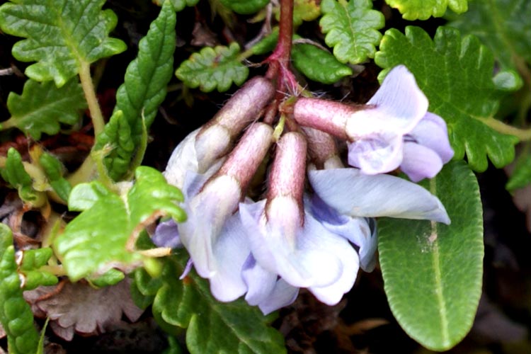 Oxytropis helvetica / Astragalo di Gaudin