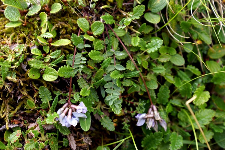 Oxytropis helvetica / Astragalo di Gaudin