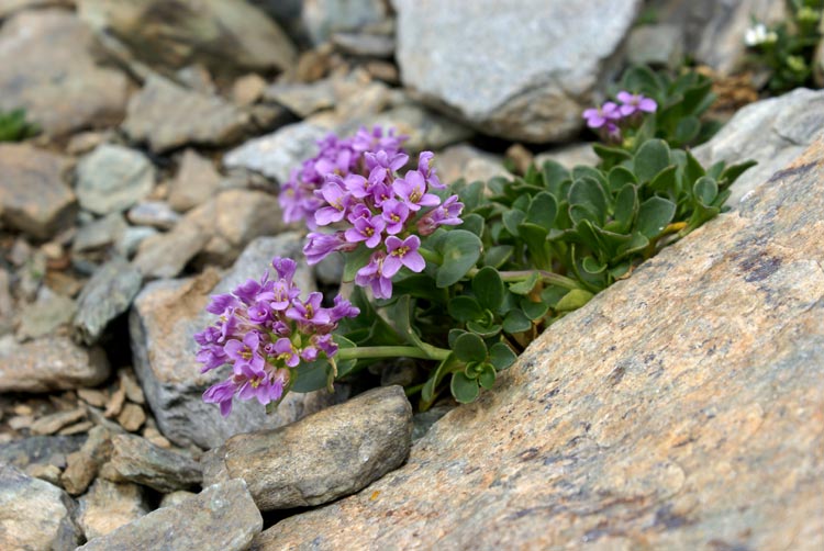 Noccaea corymbosa (=Thlaspi lerechianum) / Erba storna di Leresche