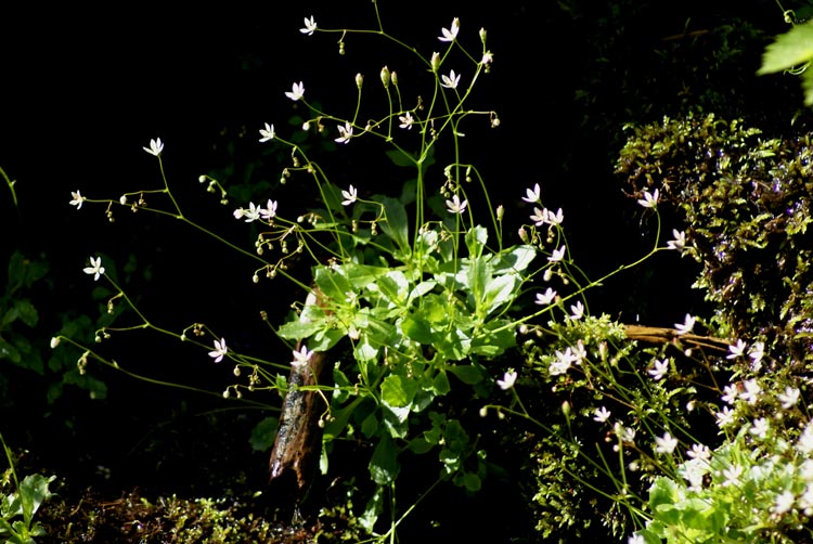 Micranthes engleri (=Saxifraga stellaris) / Sassifraga stellata