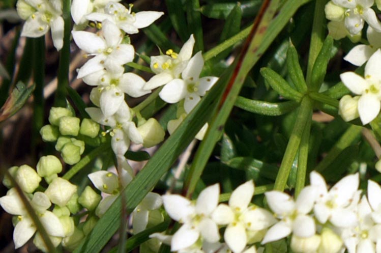 val Tournenche 7 - Galium sp.