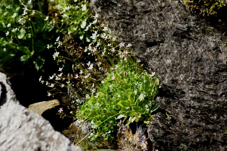 Micranthes engleri (=Saxifraga stellaris) / Sassifraga stellata
