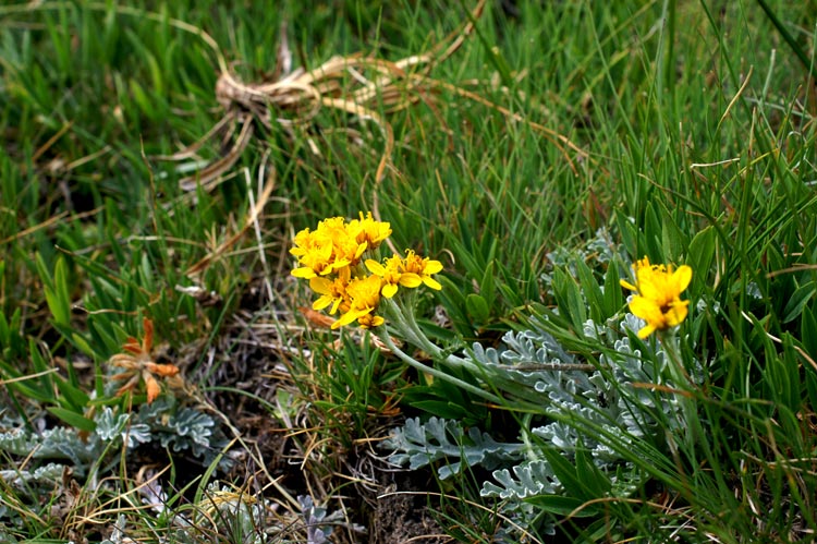 Jacobaea incana (=Senecio incanus) / Senecione biancheggiante