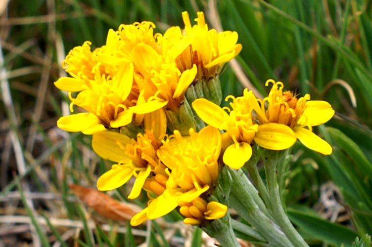 Jacobaea incana (=Senecio incanus) / Senecione biancheggiante