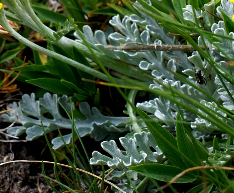 Jacobaea incana (=Senecio incanus) / Senecione biancheggiante