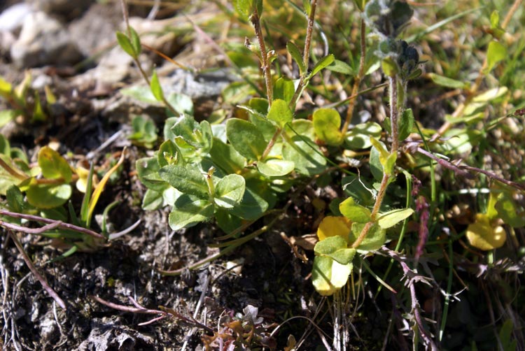in val Veny - Veronica sp.