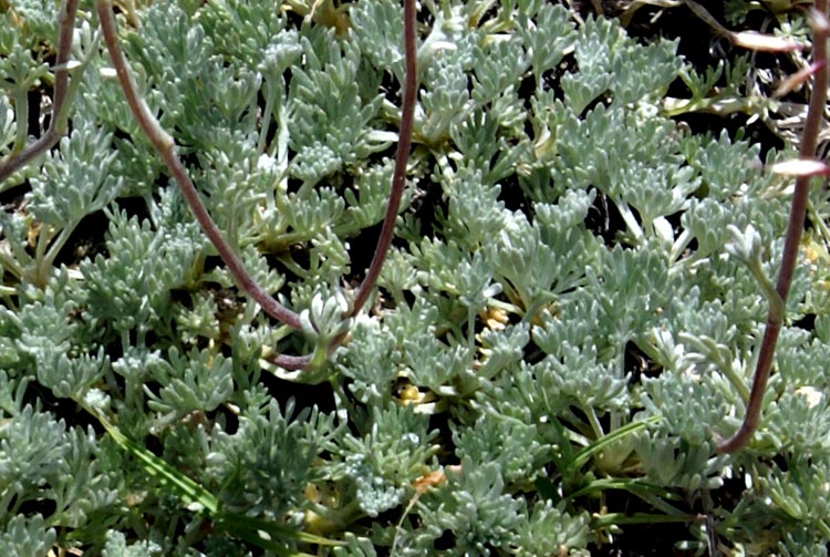 Artemisia glacialis / Assenzio genep nero