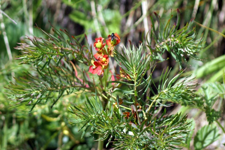 Euphorbia cyparissias / Euforbia cipressina