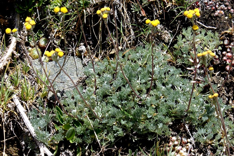 Artemisia glacialis / Assenzio genep nero