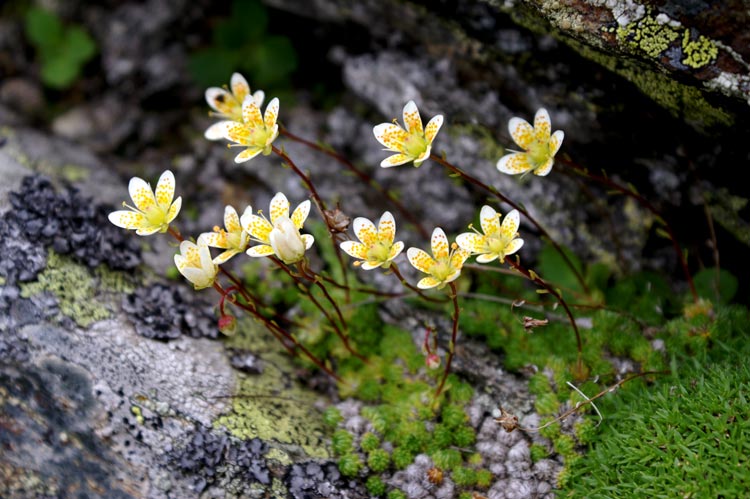 Saxifraga bryoides / Sassifraga zolfina