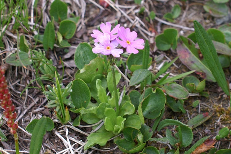 Primula farinosa / Primula impolverata