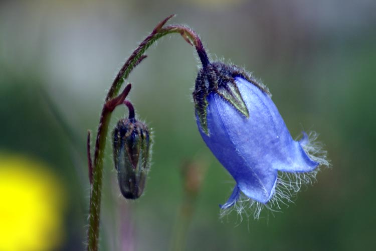 Campanula barbata / Campanula barbata