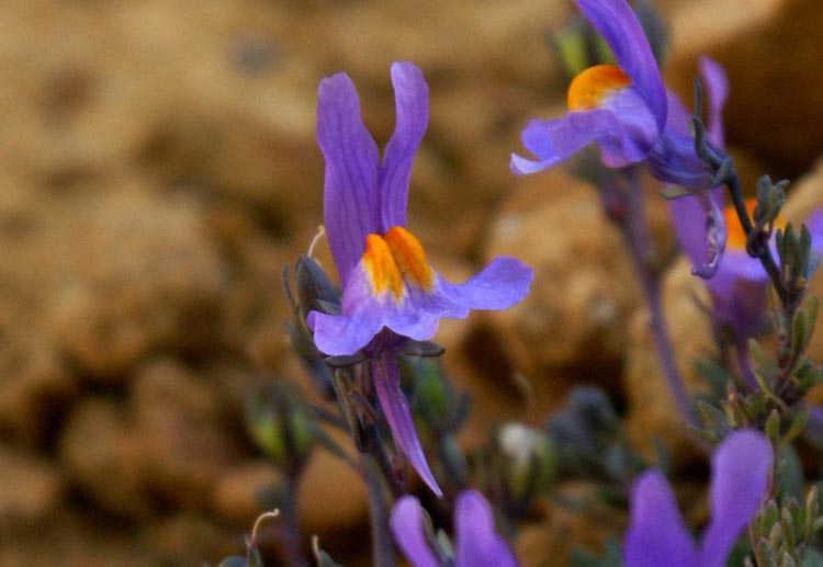 Linaria alpina / Linaria alpina
