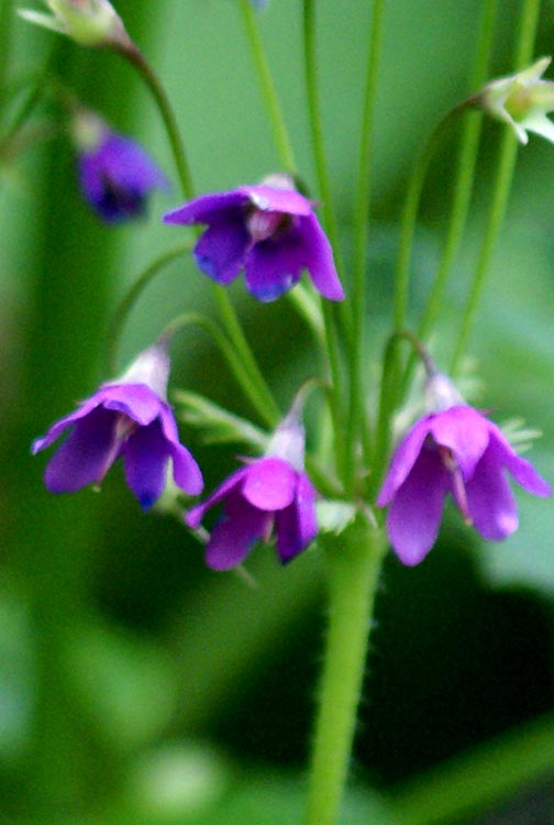 Primula matthioli (=Cortusa matthioli) / Cortusa di Mattioli