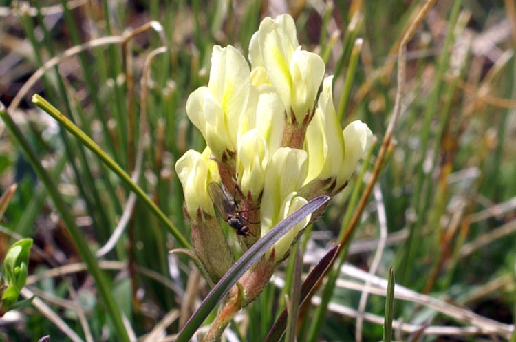 Oxytropis pilosa  s.l. / Astragalo peloso