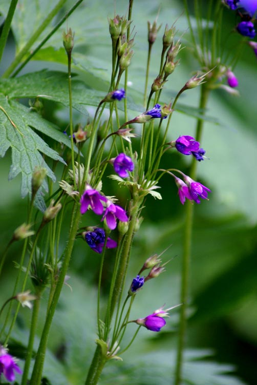 Primula matthioli (=Cortusa matthioli) / Cortusa di Mattioli