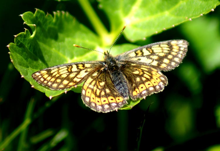 Euphydryas debilis