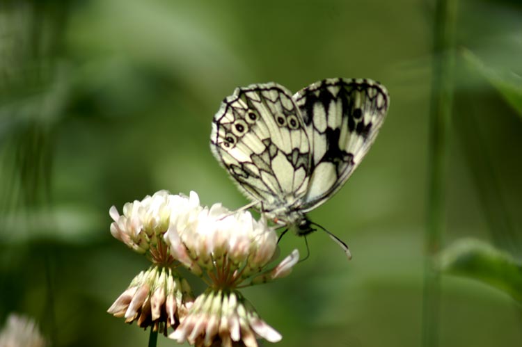 Melanargia galathea