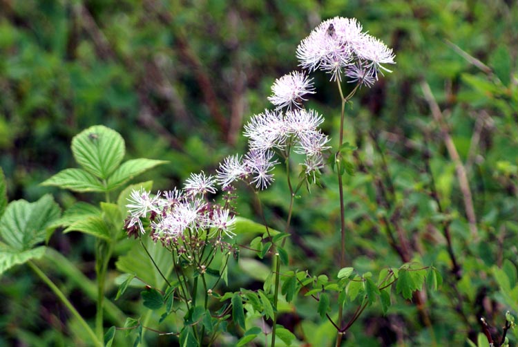 Thalictrum aquilegifolium / Pigamo colombino