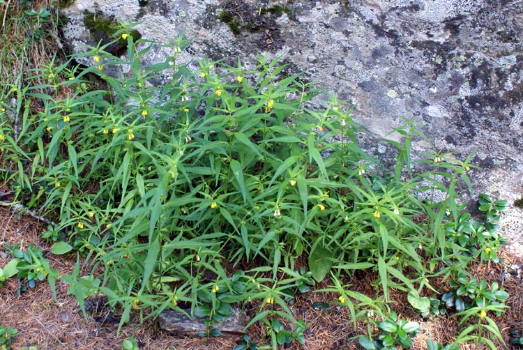valsavarenche I Melampyrum pratense