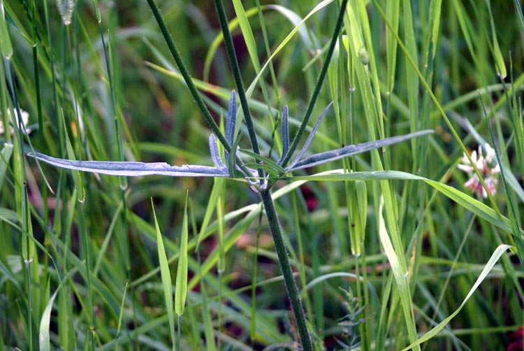 val Tournenche 17 - Dipsacacea
