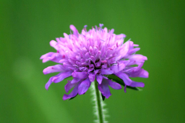 val Tournenche 17 - Dipsacacea