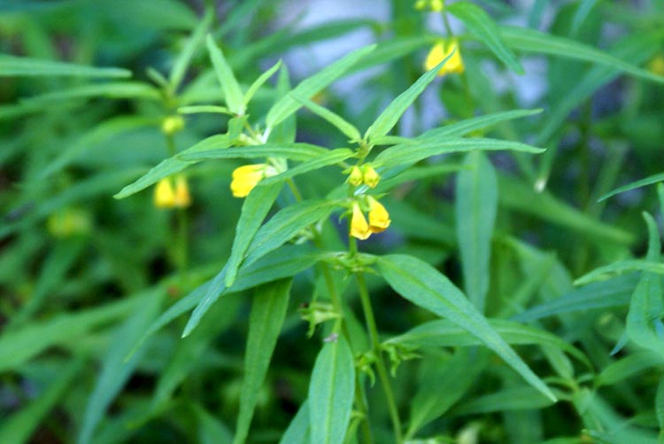 valsavarenche I Melampyrum pratense