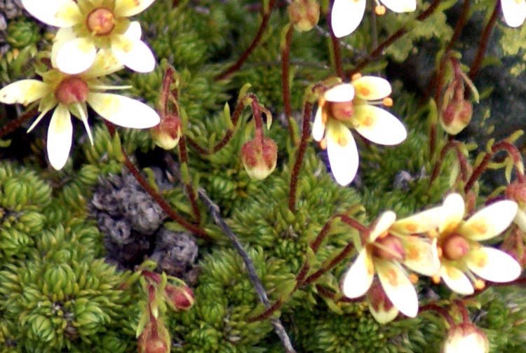 Saxifraga bryoides L. / Sassifraga brioide