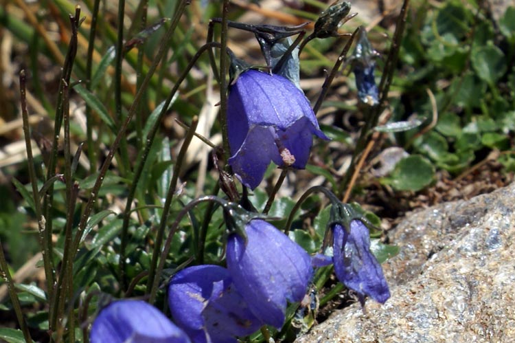 Campanula cochlearifolia / Campanula dei ghiaioni
