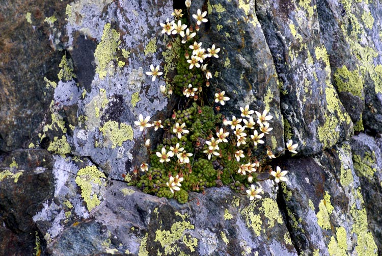 Saxifraga bryoides L. / Sassifraga brioide