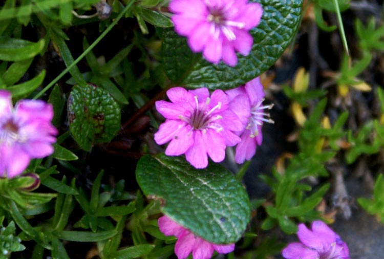 Silene acaulis / Silene a cuscinetto