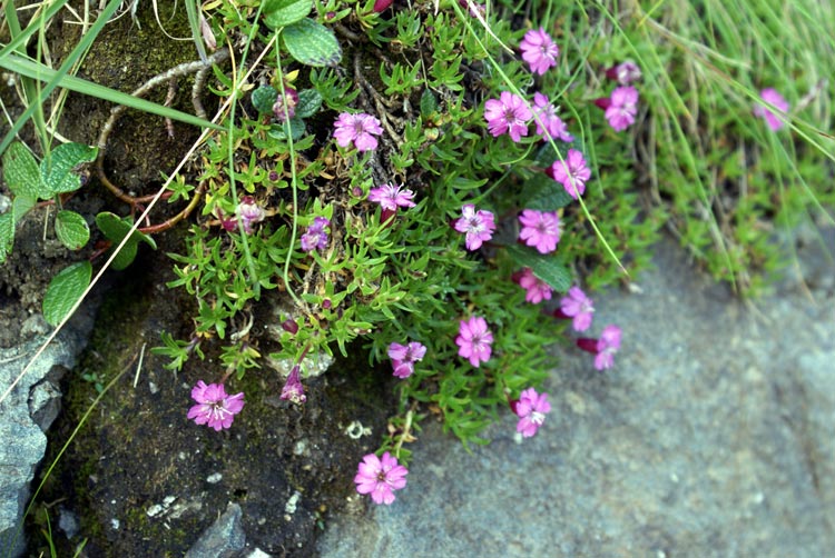 Silene acaulis / Silene a cuscinetto