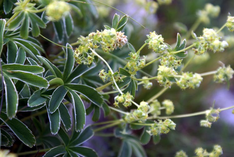 Alchemilla sp.