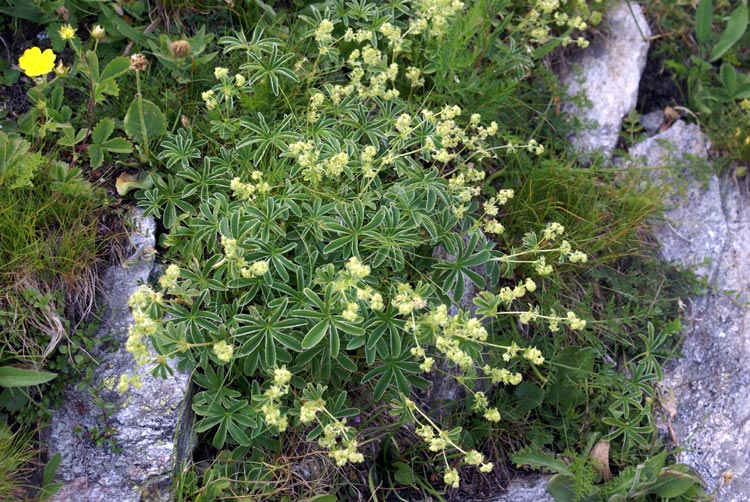 Alchemilla sp.