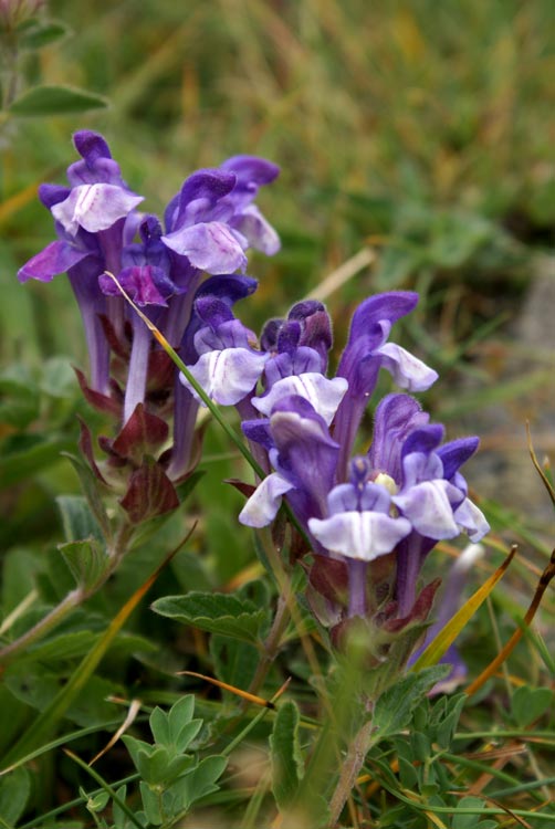 Scutellaria alpina / Scutellaria delle Alpi