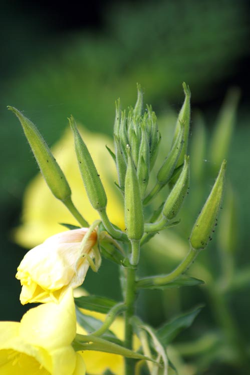 Fioriture sulle rive del Sesia (Oenothera sp.)