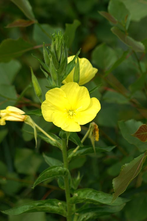 Fioriture sulle rive del Sesia (Oenothera sp.)