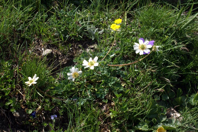 Callianthemum coriandrifolium/Calliantemo a fg. di coriandro