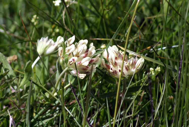 Valsavarenche - Anthyllis vulneraria L. s.l.