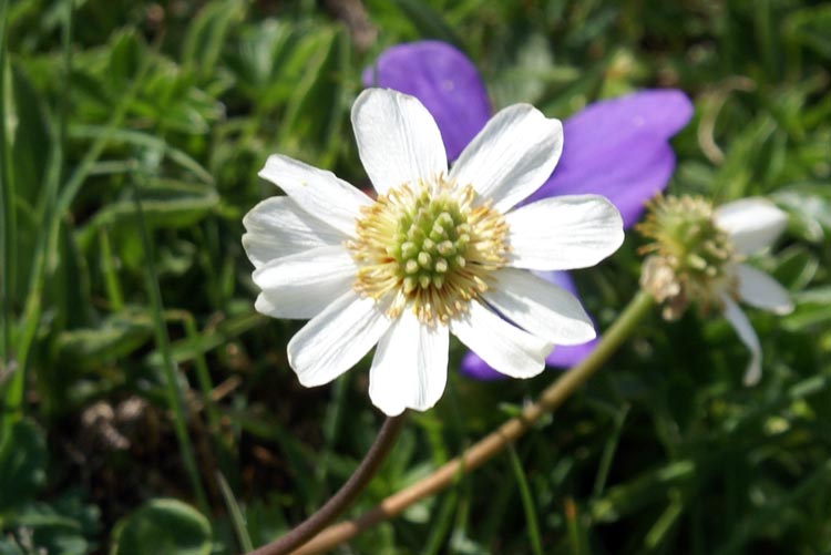 Callianthemum coriandrifolium/Calliantemo a fg. di coriandro