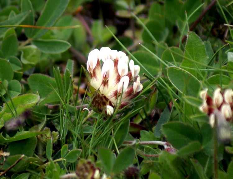 Valsavarenche - Anthyllis vulneraria L. s.l.